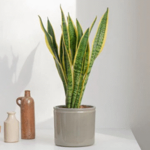 Snake Plant