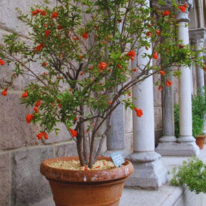 Pomegranate Plant
