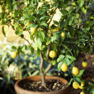 Lemon Plant