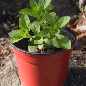 Stevia Plant