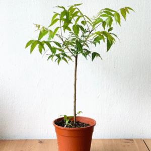 Neem