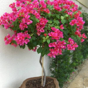 Bougainvillea glabra