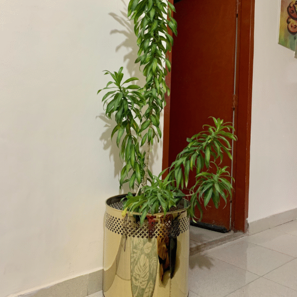 Gold Steel Planter - Image 2
