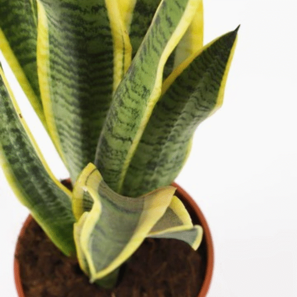 Snake Plant - Image 2