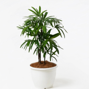Broadleaf Lady Palm