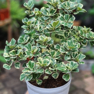 Butterfly Ficus