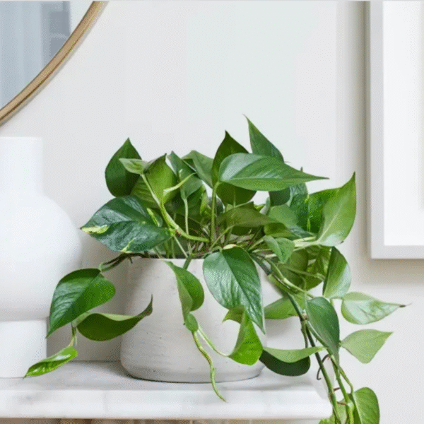 Money Plant - Image 2