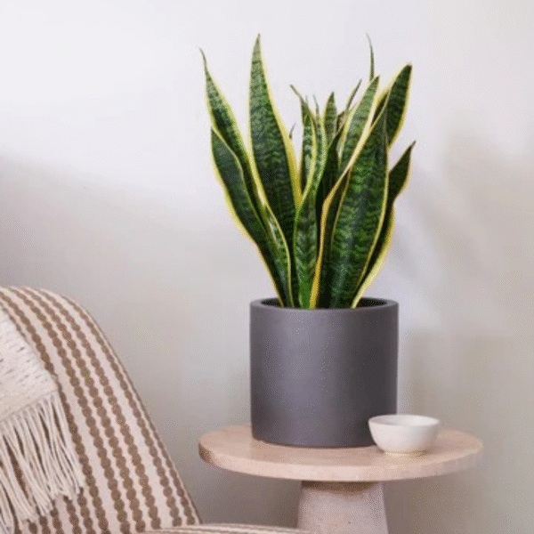 Snake Plant - Image 3