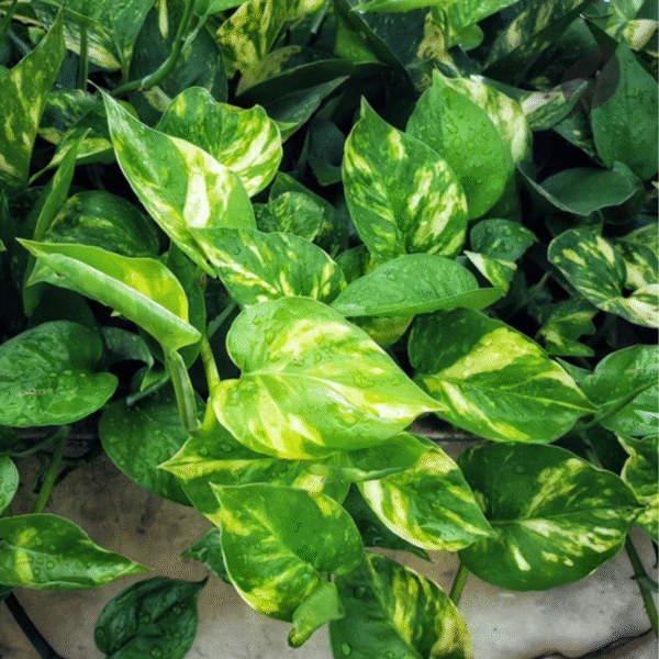 Money Plant - Image 3